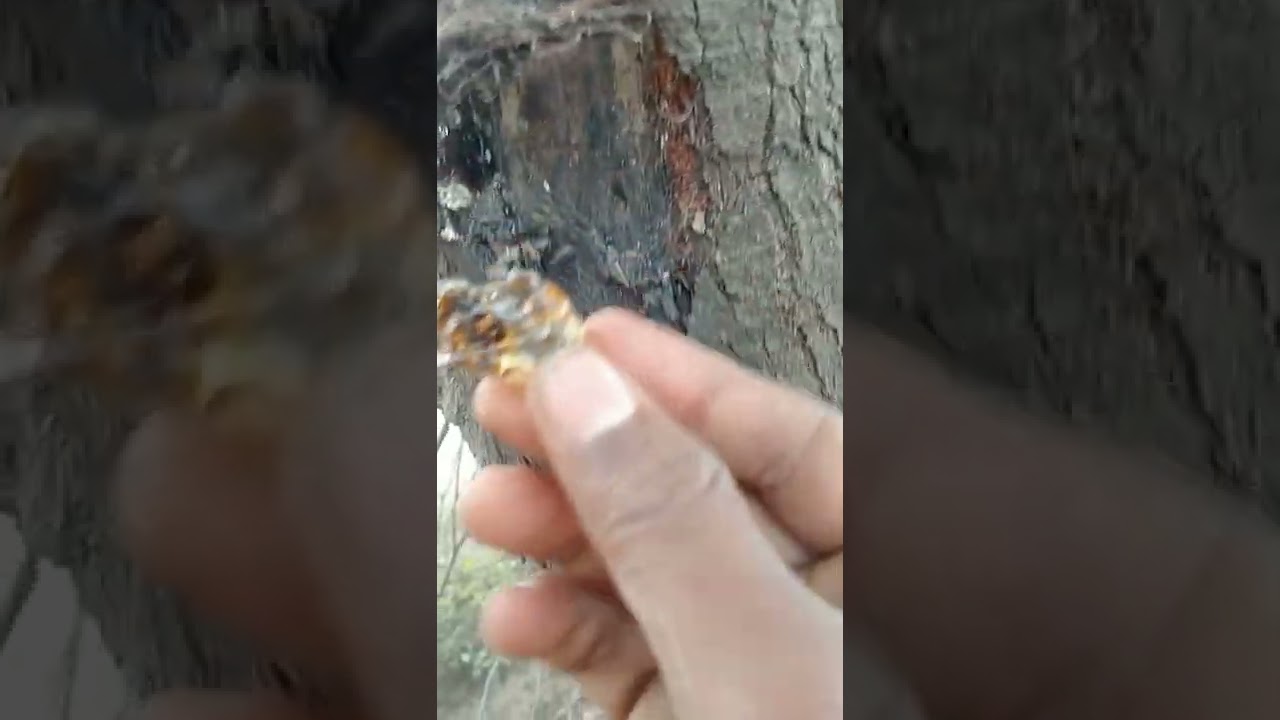 शुद्ध गोंद कैसे निकलता है