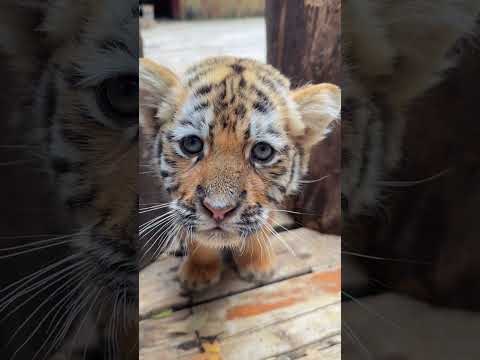 🐯🐯🐯WOW!!! adorable tiger cub #tigercub  #tiger #kitten #foryou #fpy #cute #kitty #zoo #adorable