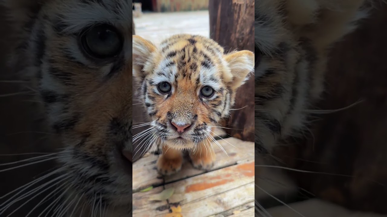 Adorable Tiger Cub and Animal Kindergarten Daily Highlights