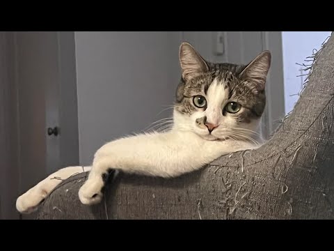 Silliest CAT in the Whole World 😂Funny Cats Video of 2025