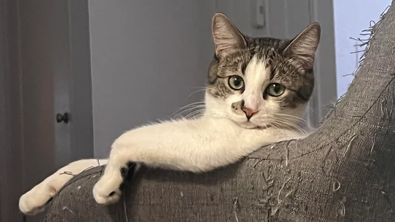 Hilarious Cats That Will Make You Laugh Out Loud 😂 | Funny Animal Compilation 2025