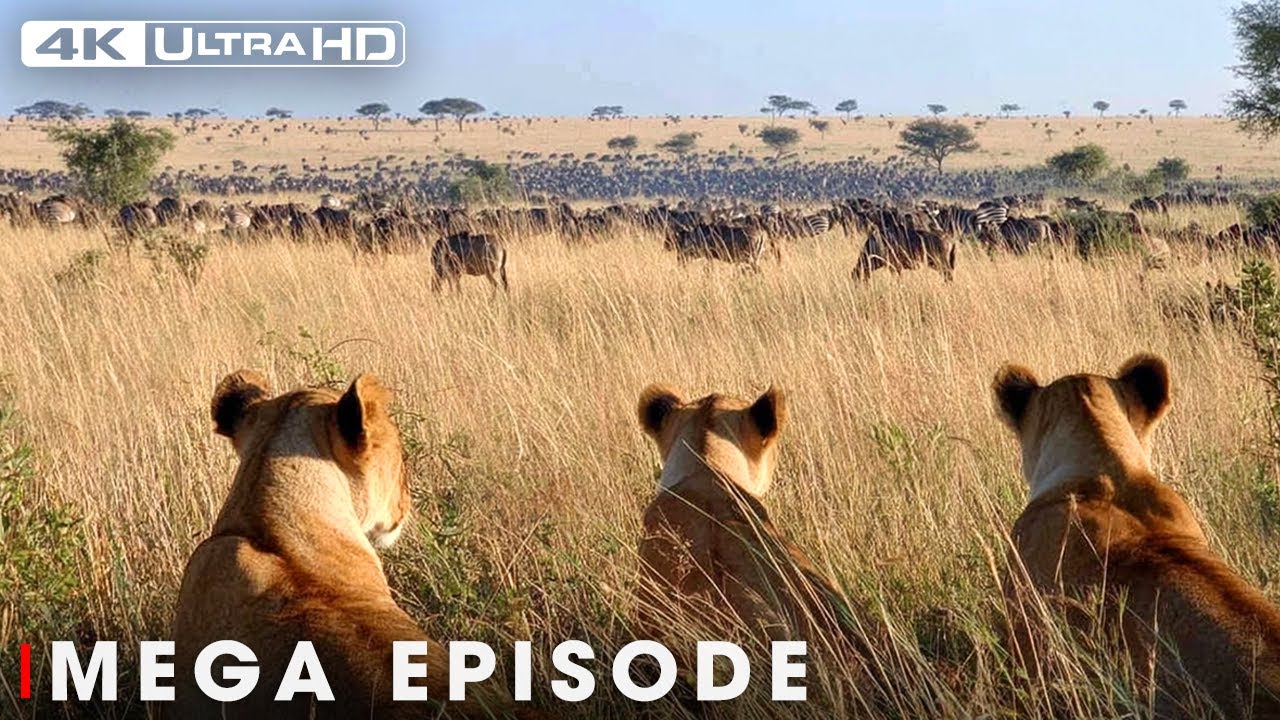 Savage Kingdom: The Ultimate Price of Survival | Nature Animal Documentary