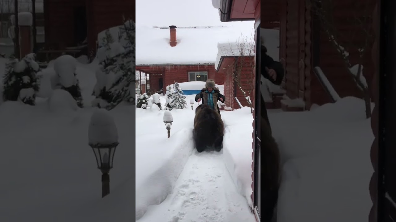 Медведь Том на даче у Игоря Маменко 🐻