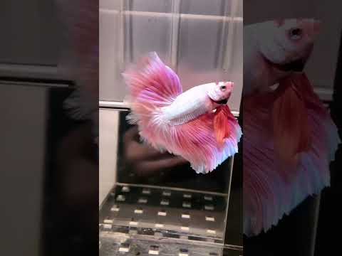 #Ep88 #bettafish #love #best #beautiful #relaxing #pets #betta #fish #bettas