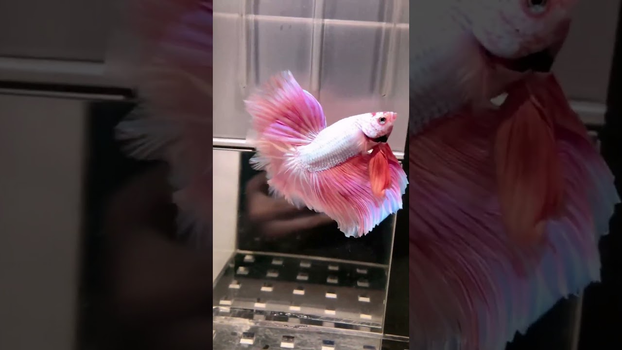 Beautiful Betta Fish Love & Relaxation 🐟