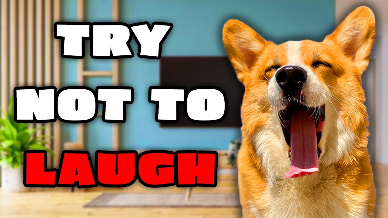 Top Talking Dog Videos of August 2023 🐶