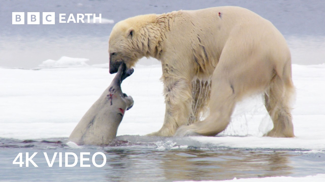 Nature's Most Impressive Predators | BBC Earth