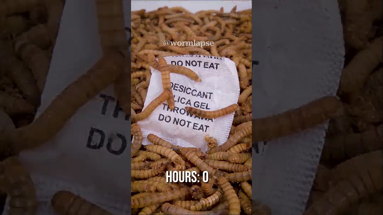 They Ignored 'Do Not Eat' and Still Tasted Silica Gel! ๐ฎ