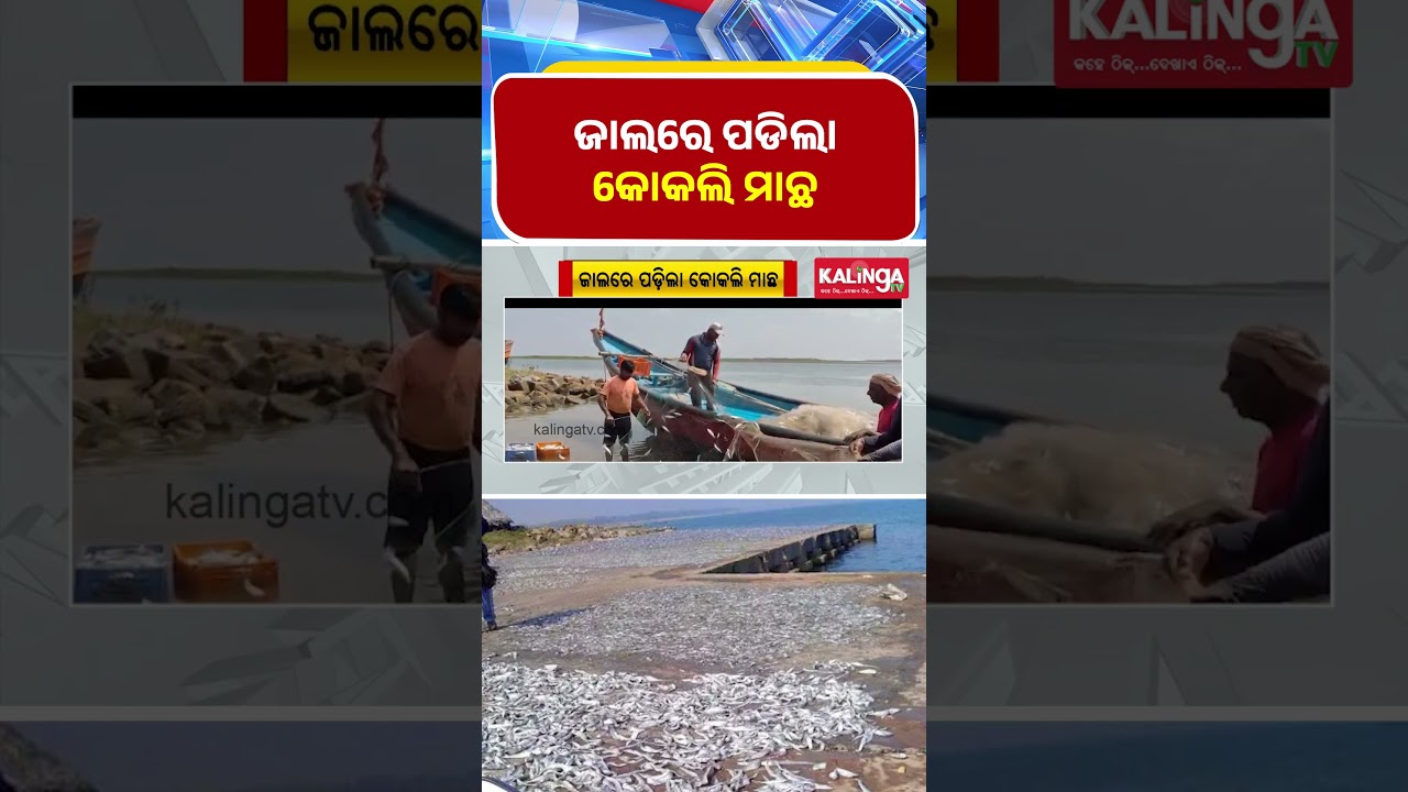 ଜାଲରେ ପଡିଲା କୋକଲି ମାଛ || Kalinga TV