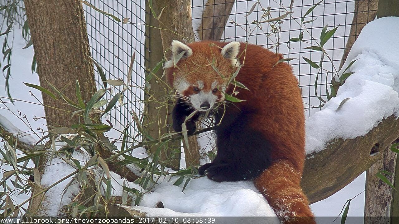 Watch Red Pandas Lucy & Zhu Live at Trevor-Lovejoy Zoo 🐼