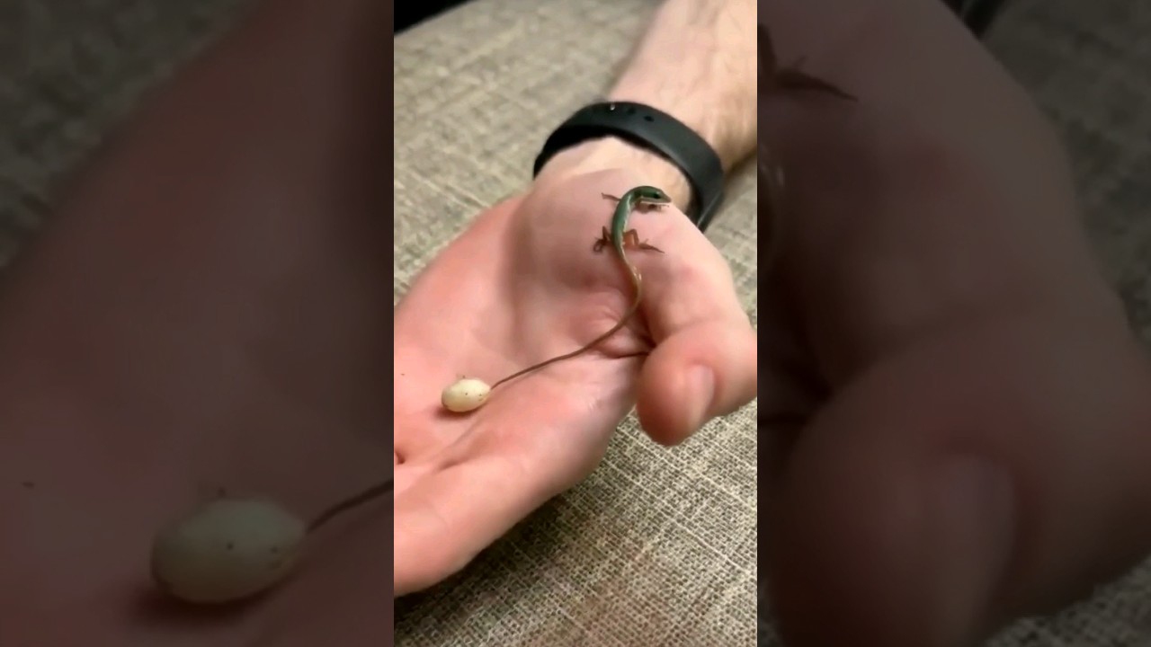 Tiny Egg, Long Lizard Baby! 🥚🦎