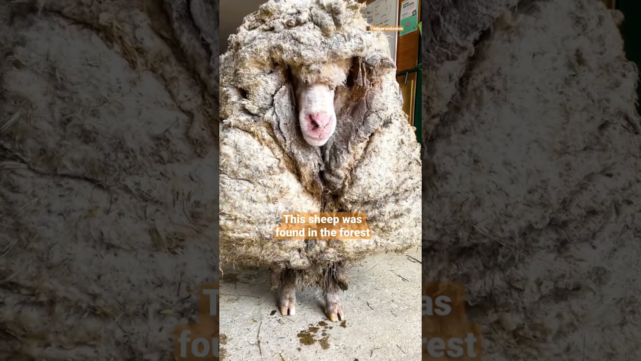 Incredible Transformation: Sheep Covered in 80 Pounds of Wool After Years Lost in the Forest 🐑
