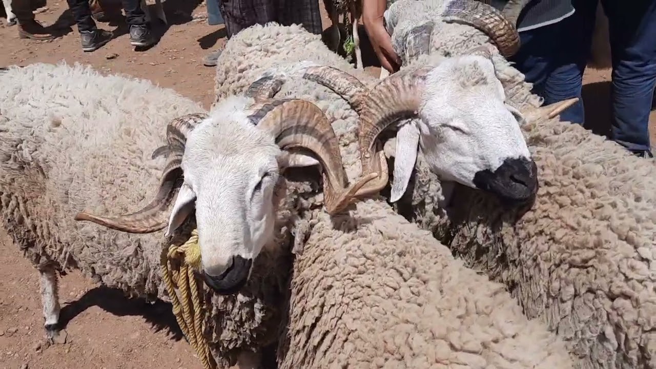أسعار خروف العيد في سوق تاوجطات - 30 يونيو 2022 🐑