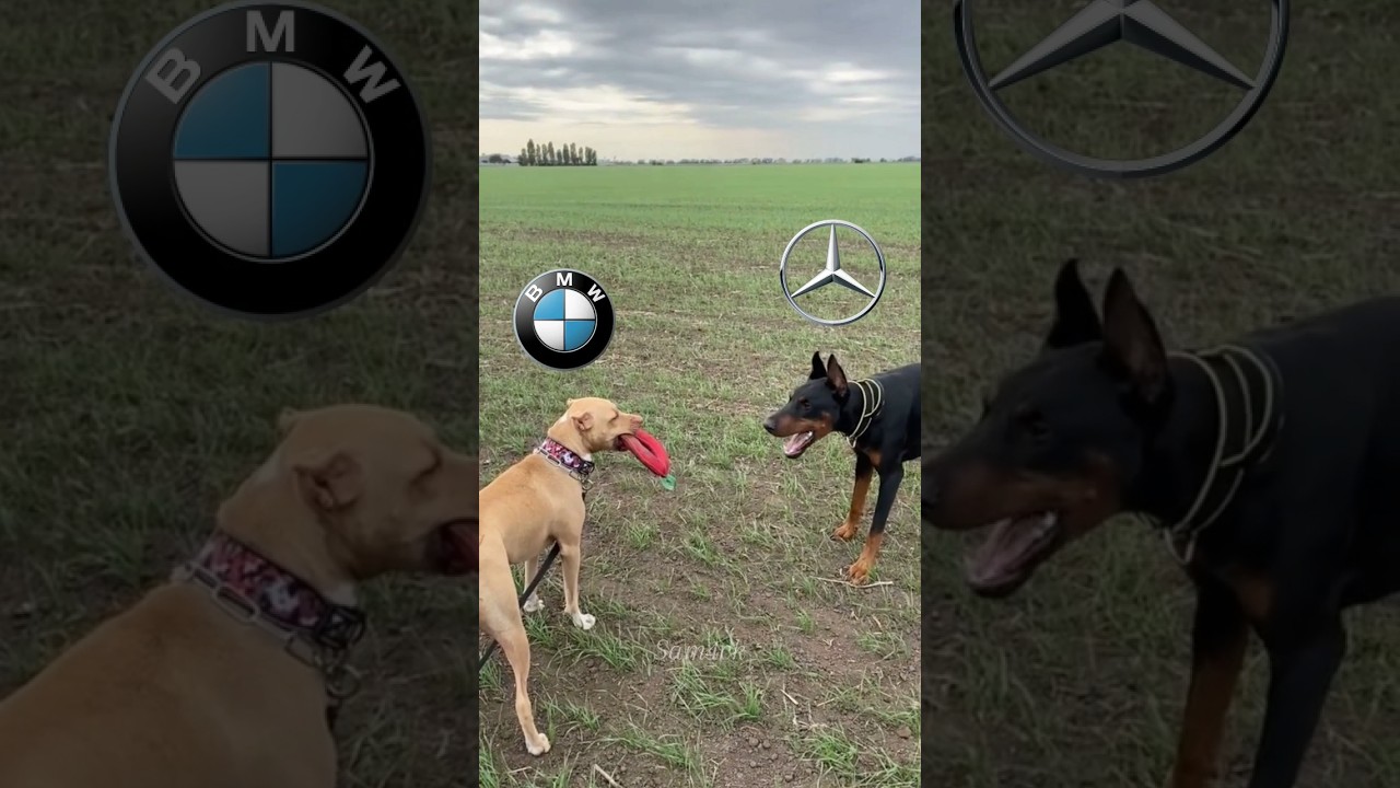 BMW vs. Competitors: A Short Edit