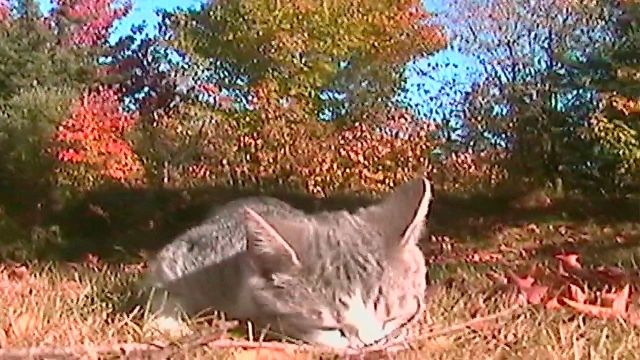 October Dream 🎶 - My Music & Video