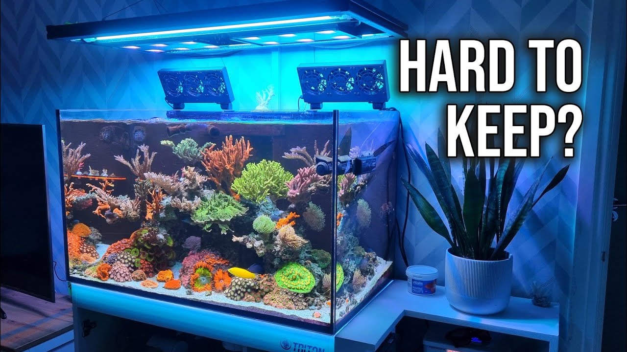 Easy Saltwater Aquarium Setup & Maintenance 🐠 | Tips for a Stunning Reef Tank