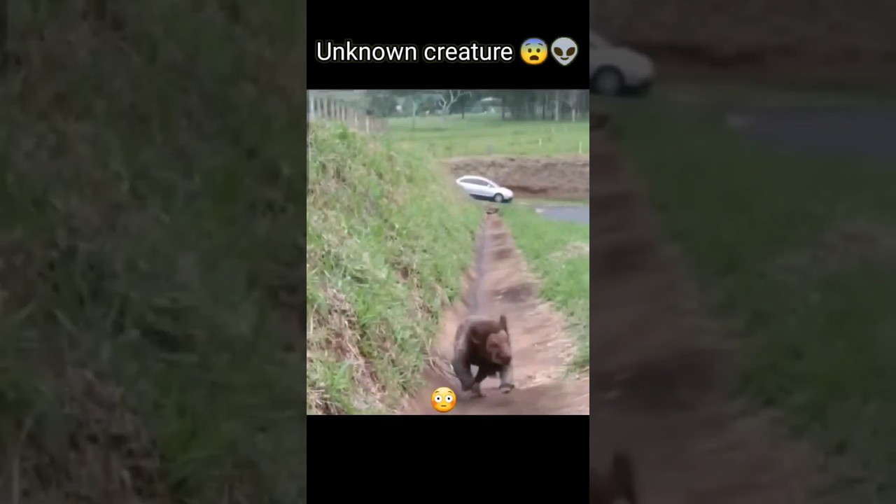 Mysterious Creature Caught on Camera ๐จ