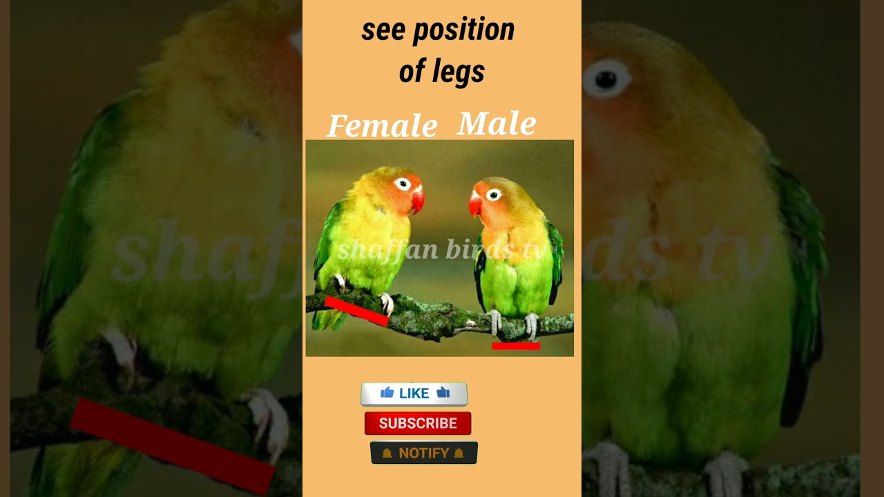 Love Birds: Male & Female Differences π¦
