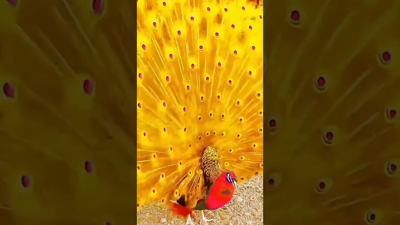 Suara Merak yang Menakjubkan 🦚