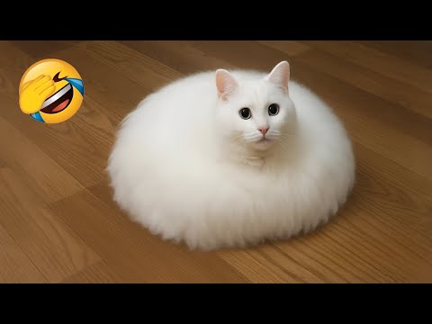 Funny ANIMALS videos 😂 | Funniest Cats and Dogs 2025 🐶😼