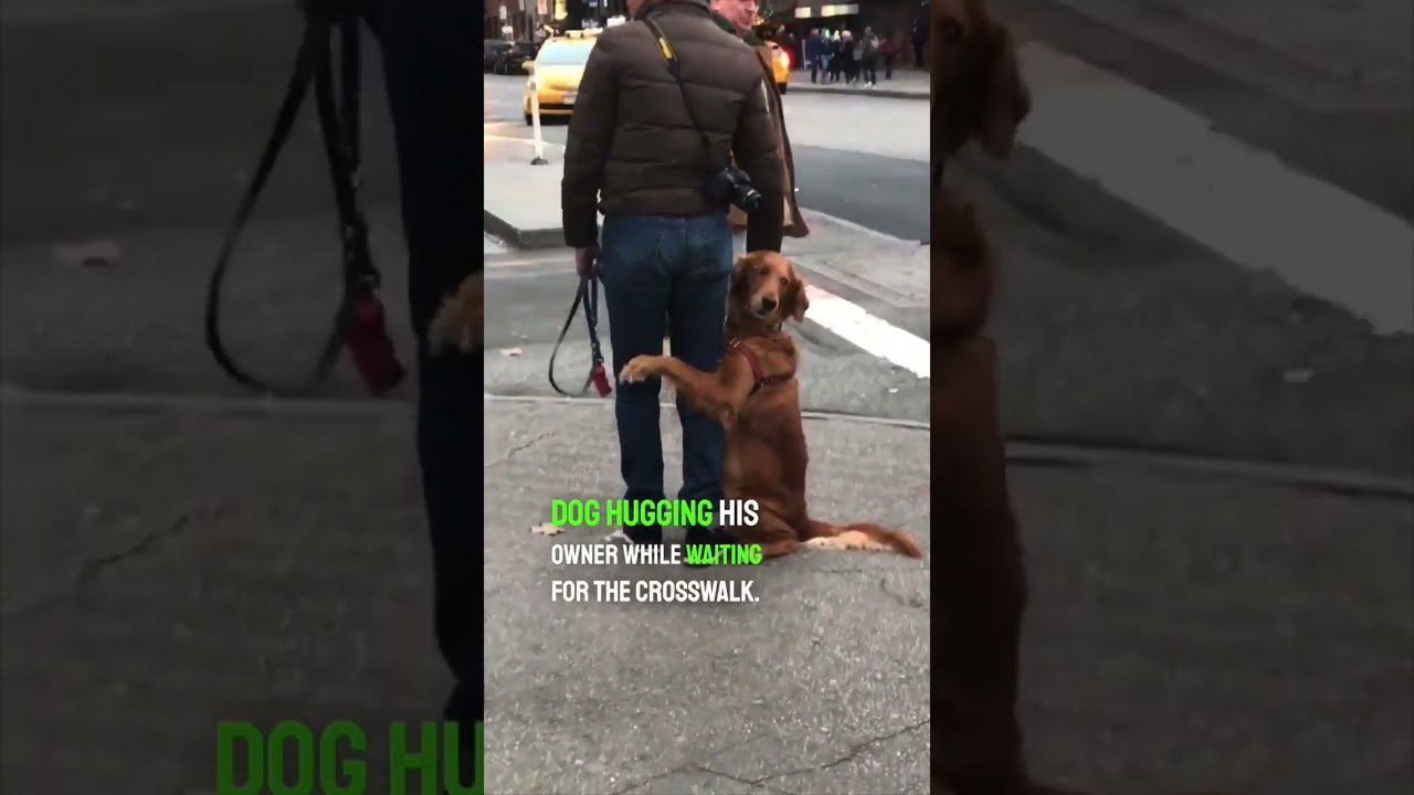 Dog Hugging Owner Caught on Street 🐶❤️