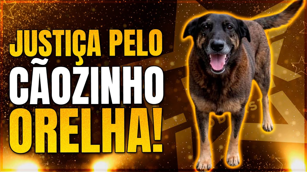 🟣 COBERTURA DO CASO CAO ORELHA + GIRO DE NOTÍCIAS | LINK PODCAST