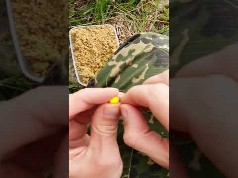 Как правильно насаживать бойлы для крупной рыбы при ловле на флэт-фидер