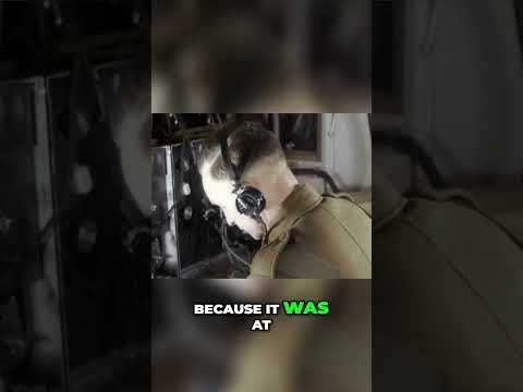 Unveiling Bletchley Park: The Secret Codebreaker of WWII