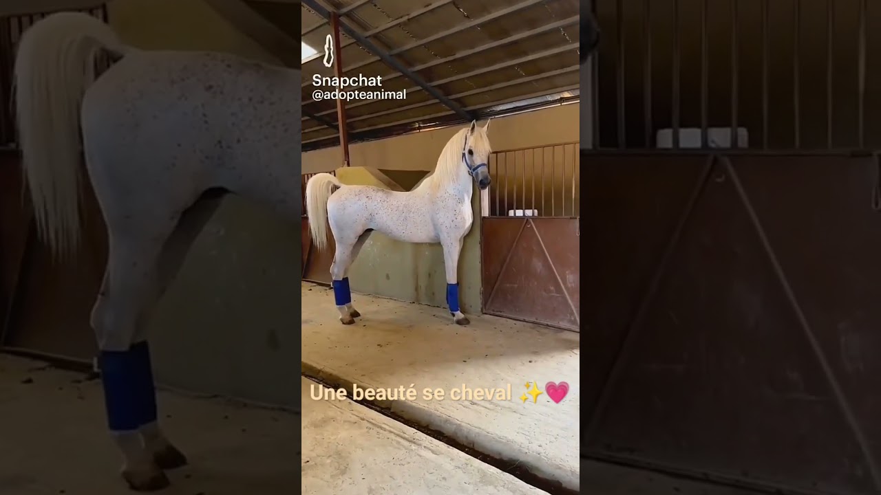 Magnificent Horse Showcase ๐