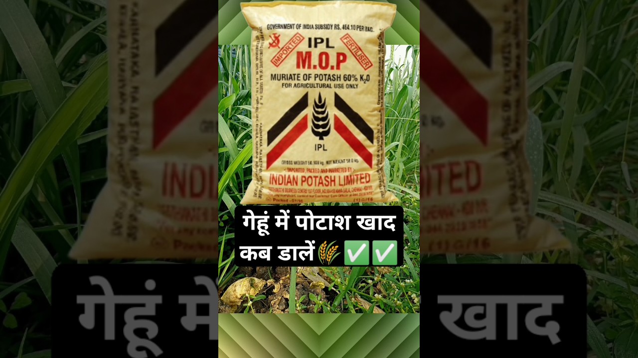 gehu me potash kab dale || गेहूं में पोटाश कब व कितना डाले | गेहूं मे पोटाश खाद | Potash Fertilizer