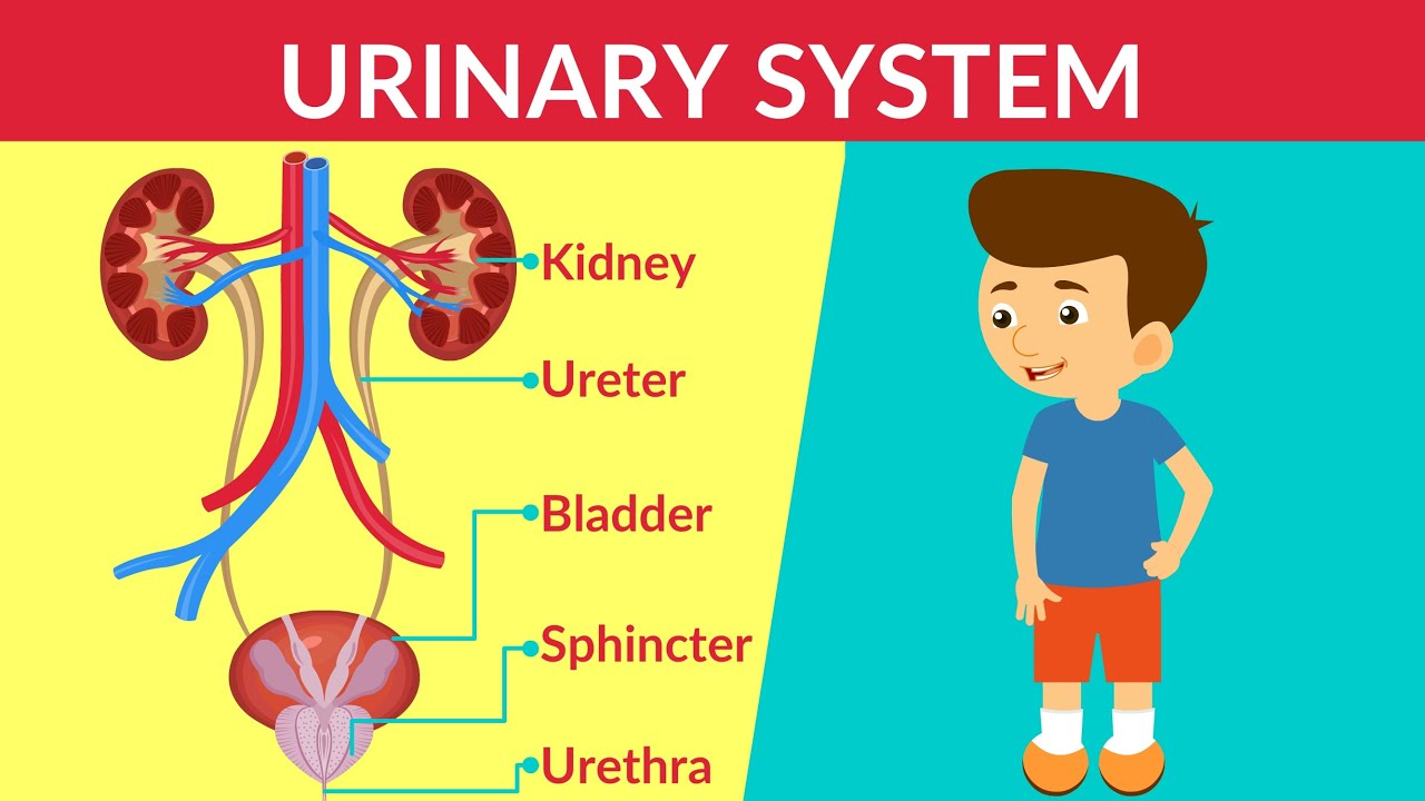 How the Urinary System Works 🧬 for Kids