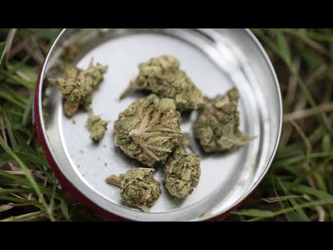 Ar kanapės gali sukelti priklausomybę?