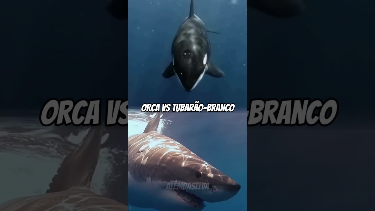 Maiores Rivalidades do Reino Animal 🐾