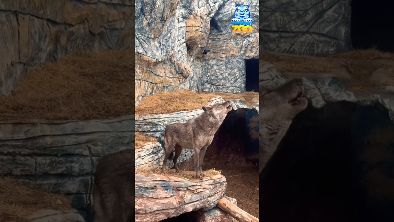 Жить с волками — любить как они 🐺