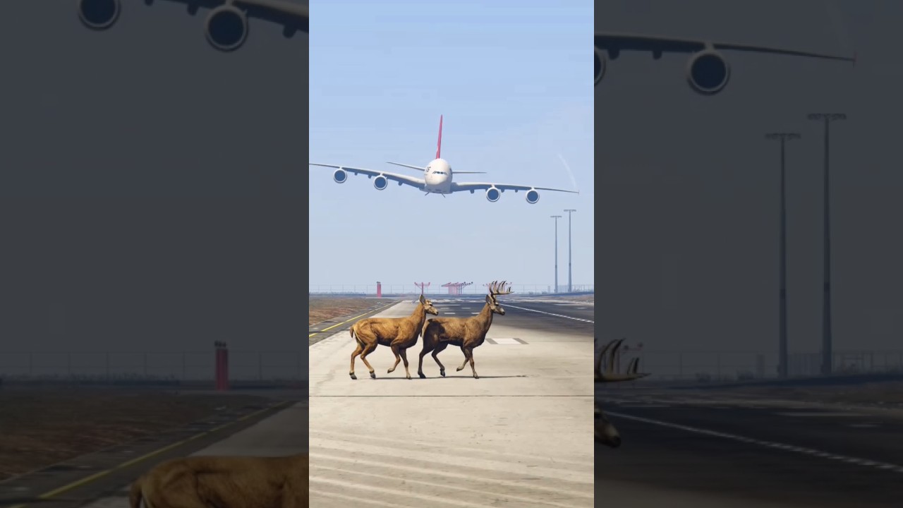 Deer Runway Encounter During Airbus A380 Landing 🦌