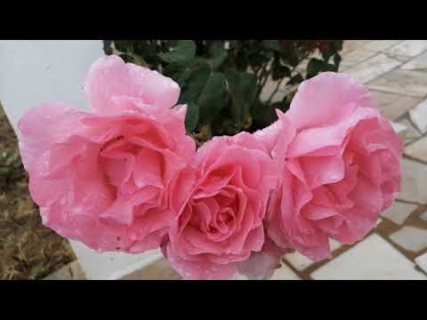 Após chuva forte no Algarve em Portugal.💐🌈🌂☂️☔⛱️⚡ Heavy rain in the Algarve in Portugal.💐🌈🌂☂️☔⛱️⚡