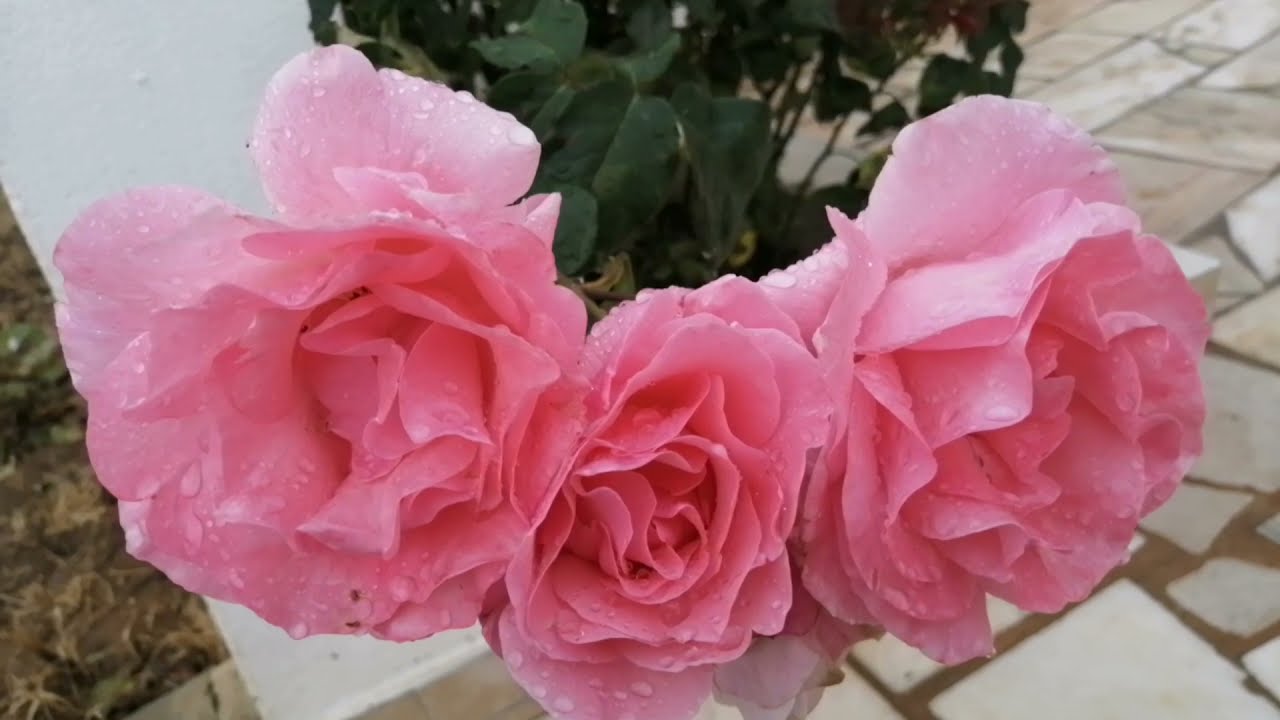 Rosas Após Forte Chuva no Algarve: Beleza Aumentada pelas Gotas