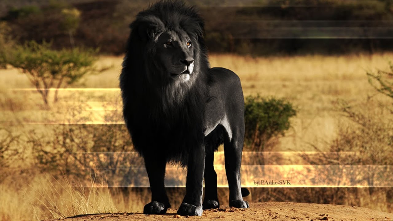 15 Incredible Hybrid Animals That Will Blow Your Mind 🐾