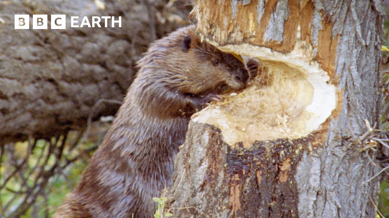 Busy Beavers Build Dams for Winter ❄️