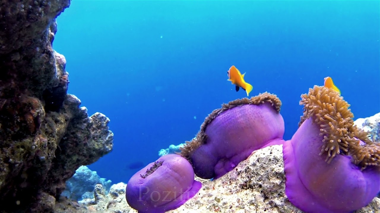 Откройте для себя невероятно красивую и трогательную музыку 🎶