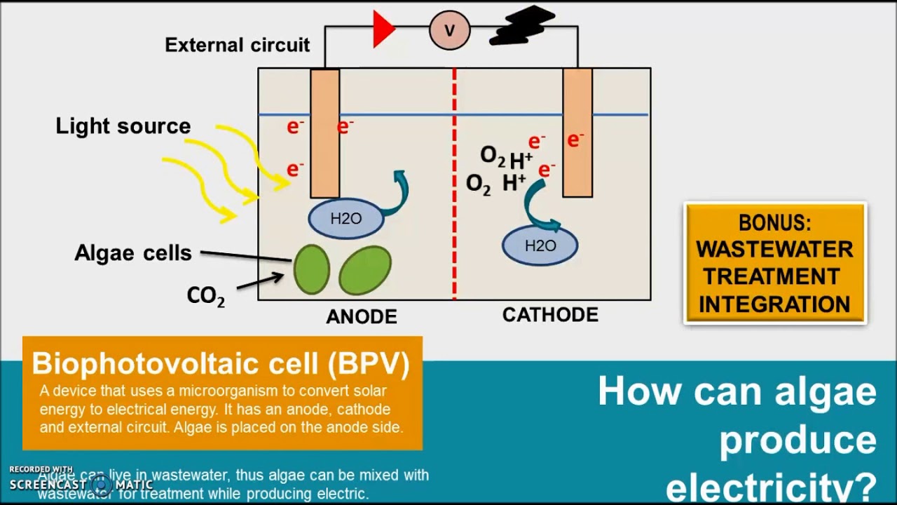 Innovative Wastewater Power: Generating Electricity with Algae π±