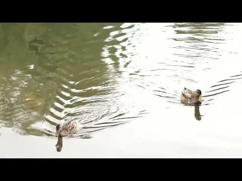 «Зеленый остров» ждет новый этап благоустройства