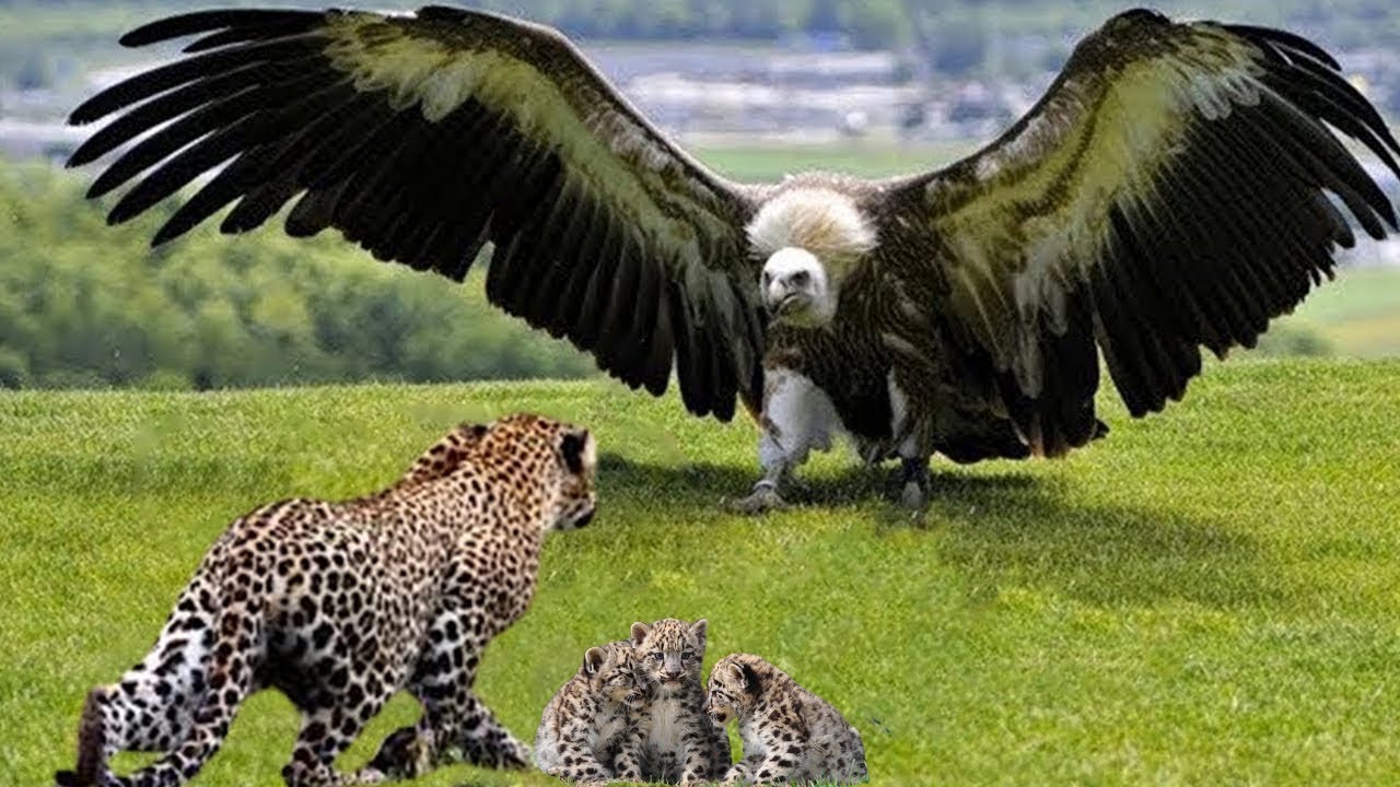 Epic Showdown: Eagle's Revenge Against Invading Leopard π¦
ππ