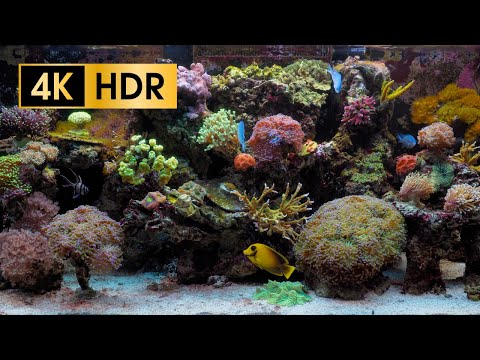 Coral Reef Aquarium - 4K HDR 60 fps - no loop