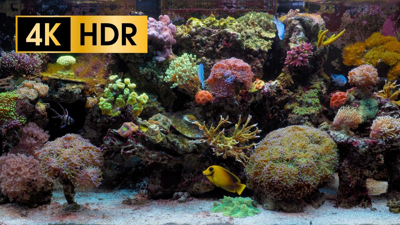 Stunning 4K HDR Coral Reef Aquarium Experience 🐠 – No Loop