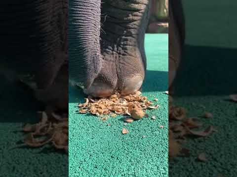 Unexpected !! #funny #woow #animals #You Must Know #viral story #Wonderbot