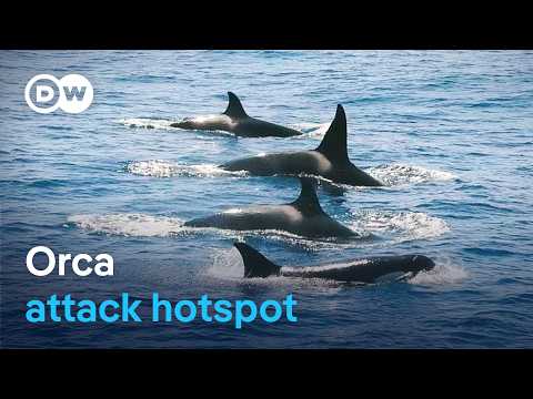 Orca uprising - Why are killer whales attacking boats? | DW Documentary