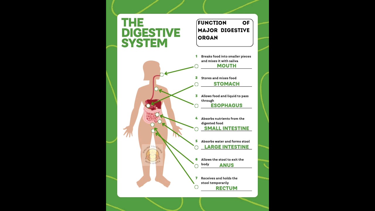 Digestive System: Key Functions of Major Organs 🩺