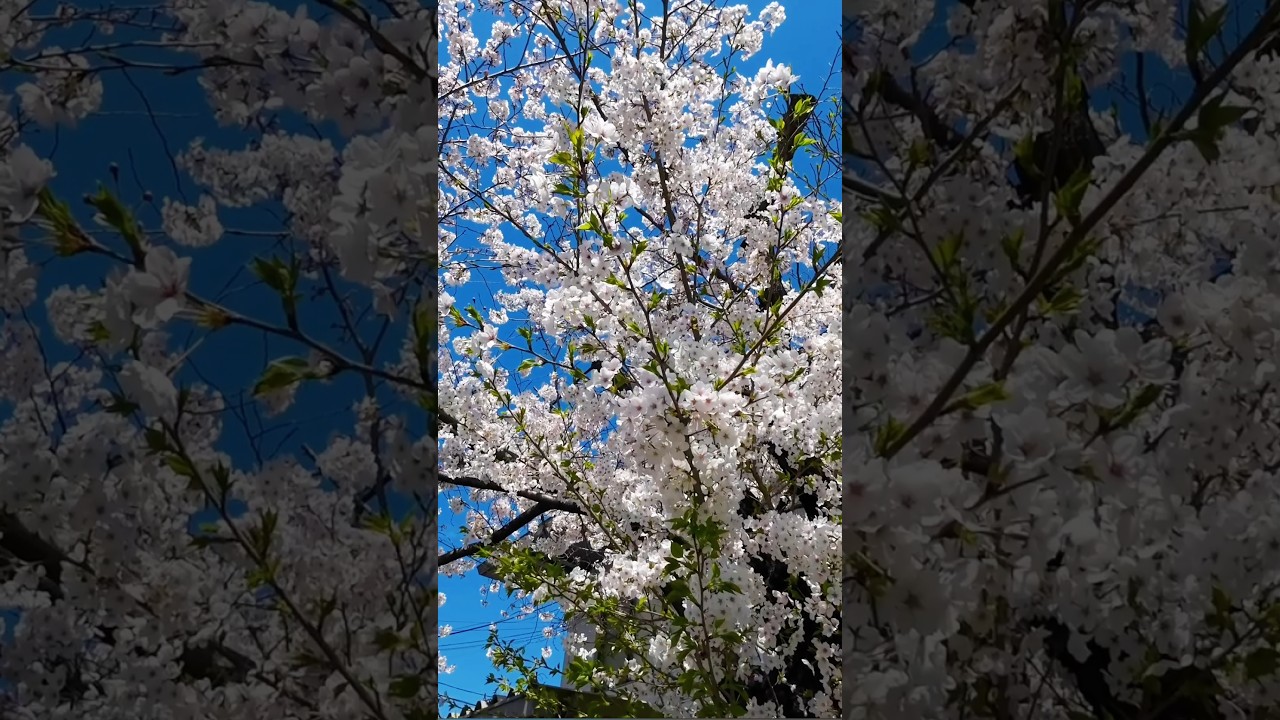 Cherry Blossom in Kyoto 2024 🌸