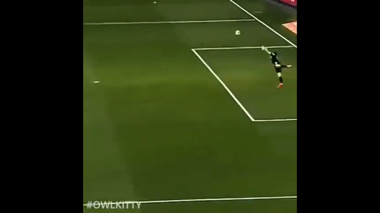 Kucing Unik yang Jadi Perhatian di Liga Piala Dunia 🐱⚽